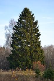 Picea abies - Wikipedia