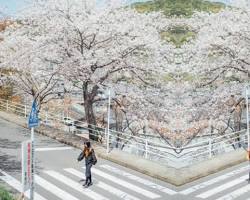 長崎公園櫻花的圖片