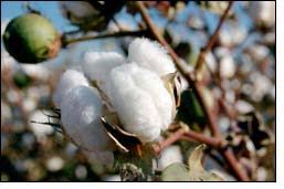 Cotton Exporters 