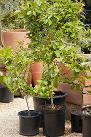 Citrus Trees for San Francisco Gardens — FLORA GRUBB GARDENS