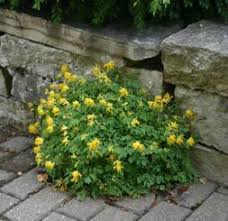 Yellow corydalis – Wisconsin Horticulture