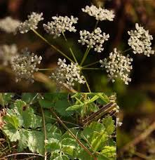 Pimpinella saxifraga - Online Virtual Flora of Wisconsin
