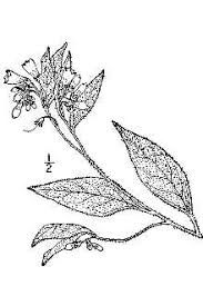Plants Profile for Symphytum asperum (prickly comfrey)