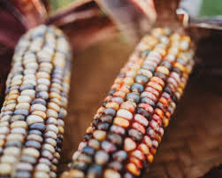 Image result for Zea mays
  ( Seneca Nation Sweet Corn )