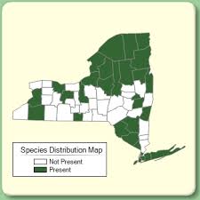 Oenothera parviflora - Species Page - NYFA: New York Flora Atlas