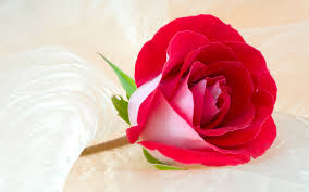 Image result for valentine single roses