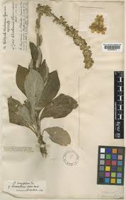 Verbascum longifolium Ten. | Plants of the World Online | Kew Science