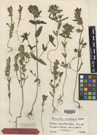 Rhinanthus carinthiacus Widder | Plants of the World Online | Kew ...