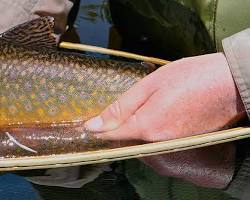 Image of Diverse Fish Species in lake for fly fishing