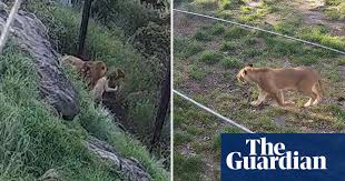 Watch: CCTV of lions escaping from Taronga Zoo enclosure released