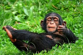 chimpanzee க்கான பட முடிவு