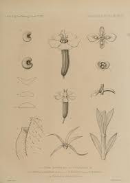Herniaria fontanesii - Wikispecies