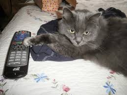 Image result for cats with remote controls