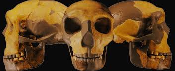 China's Enigmatic Skull Unveils Possible Fourth Branch of Human Evolution - 1