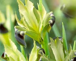 All about Hermodactylus tuberosus (or Iris tuberosa) - Farmer ...