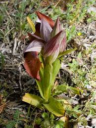 Serapias orientalis | Orchids Wiki | Fandom
