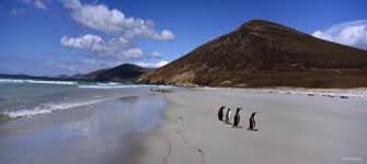 Resultado de imagen para PAISAJES de las islas malvinas pinguinos