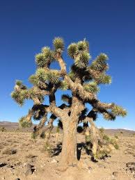 Yucca brevifolia Calflora