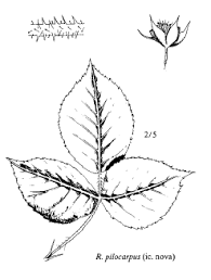 Sp. Rubus pilocarpus - florae.it