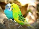 pictures of 2 parrots kissing images cartoon