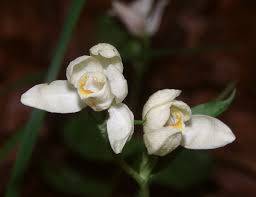 Cephalanthera damasonium - Wikipedia