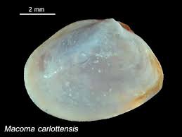 Image result for Macoma carlottensis