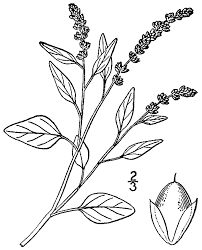 Amaranthus deflexus - Wikipedia