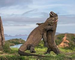 Gambar Komodo dragons on Komodo Island