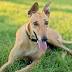 Greyhound racing ban to be applauded: letter