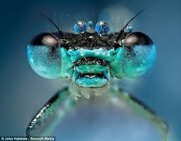 الحشرات عن قرب صور مدهشة Images?q=tbn:ANd9GcTA27feuscD04ncoxr8Rq-y8HwIkN_XESVB6Ic1UBzDOFN-oXZ6ng
