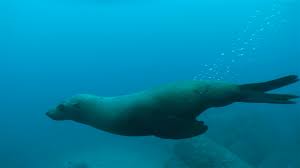 Image result for Seals