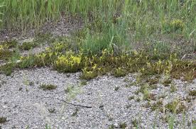 Sedum sexangulare Image - Michigan Flora