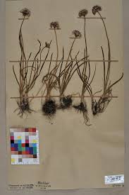 Allium lineare - Wikipedia