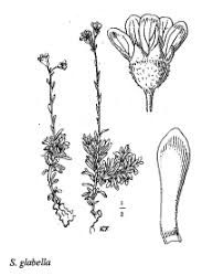 Sp. Saxifraga glabella - florae.it