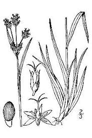 Plants Profile for Luzula campestris (field woodrush)