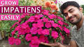 plant combination ideas for container gardens full sun from www.otosection.com