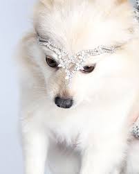 Image result for dogs wearing diamonds