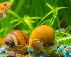 Snails aquarium pet