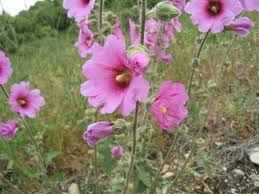 Alcea setosa (Bristly Hollyhock) | World of Flowering Plants