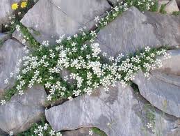 Corsican sandwort is a dense, evergreen, mossy carpet-like mat ...