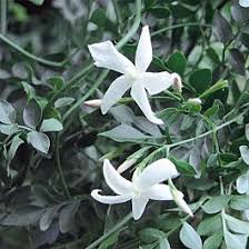 French Perfume Jasmine 'Flora Plena' (Jasminum grandiflorum)