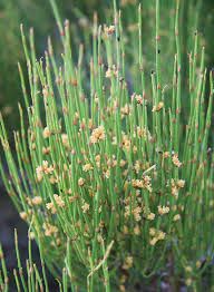 Ephedra (plant) - Wikipedia