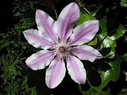Clematis - Wikipedia