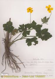 Ranunculus serpens Schrank (World flora) - Pl@ntNet identify