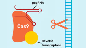 Gene-Editing Advance Puts More Gene-Based Cures Within Reach ...