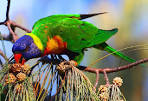kaka 2 parrots kissing images download