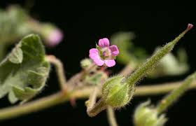 Geranium rotundifolium L. | Flora of Israel Online
