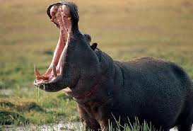 .::Los Hipopotamos::. Images?q=tbn:ANd9GcTCMqm4Gqued6T-tlxbwjdW_cens13QAbJEk6oI8poUidz8zJkO
