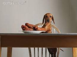 Image result for dachshunds stealing human food