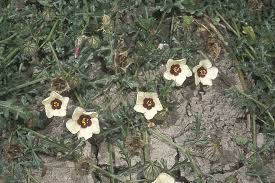 Hibiscus trionum L.